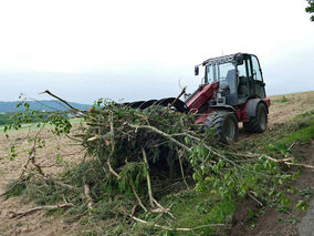 Rodung am Weingarten (Foto: Karl-Franz Thiede)